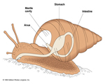 Mollusks, Arthropods and Echinoderms