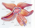 Mollusks, Arthropods and Echinoderms
