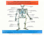 Healthy Body Systems