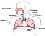 Respiration and Excretion