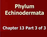 Phylum Echinodermata