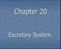 The Excretory System